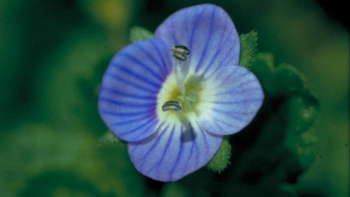 Verónica arvense, Dicotiledóneas anuales