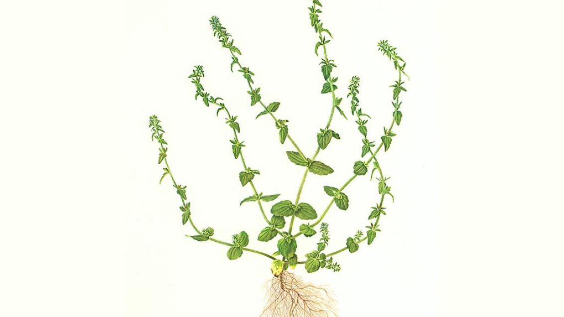 Verónica arvense, Dicotiledóneas anuales