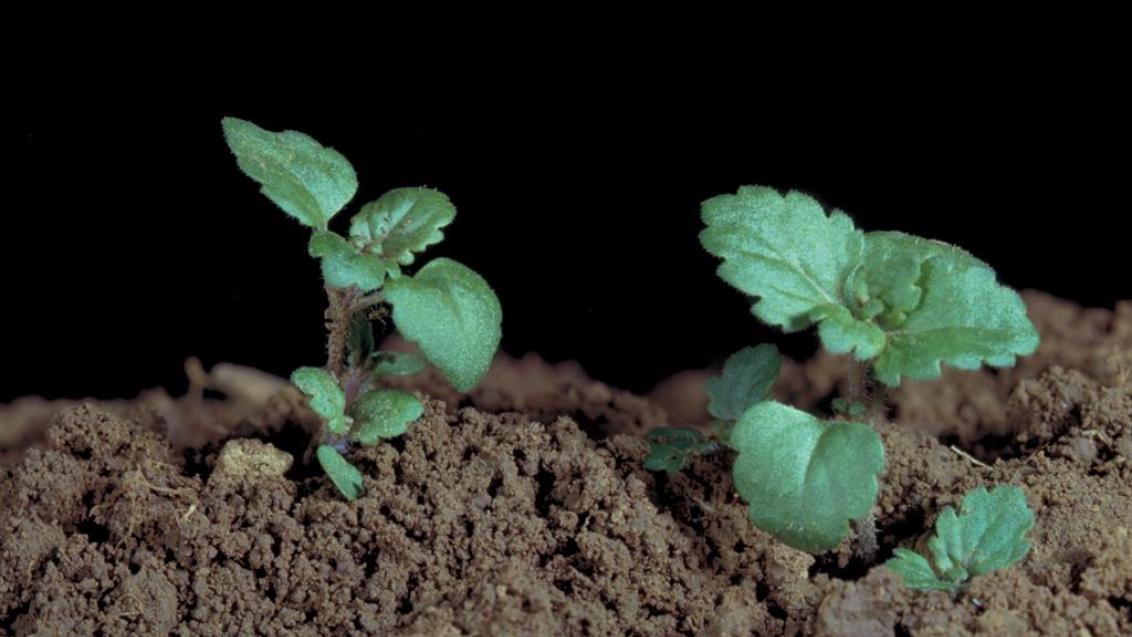 Verónica arvense, Dicotiledóneas anuales