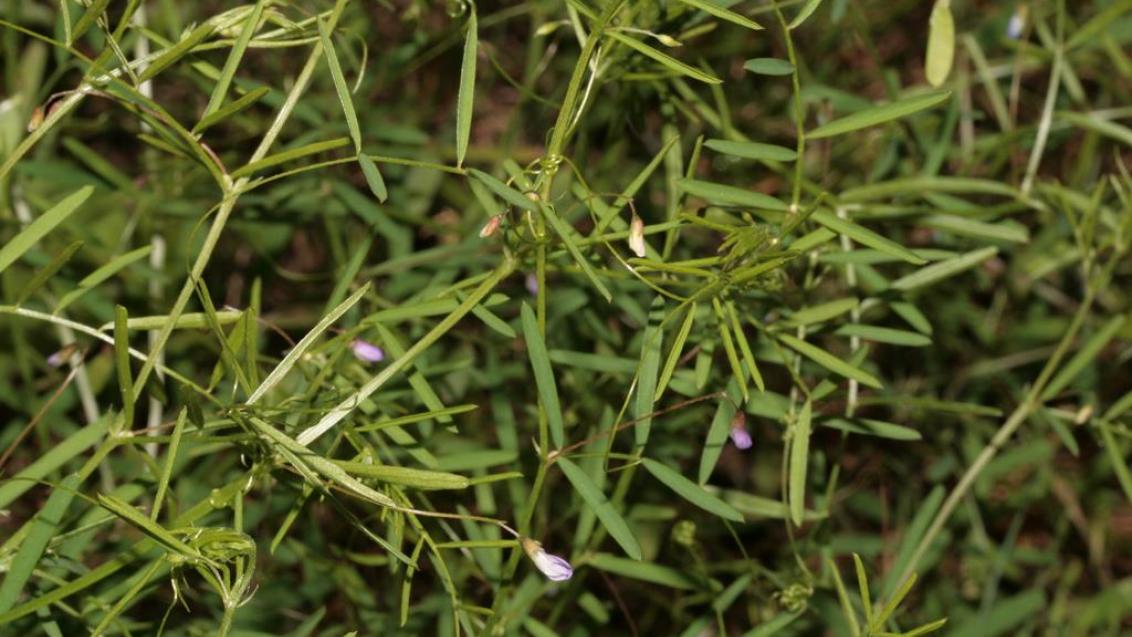 Veza, Dicotiledóneas anuales