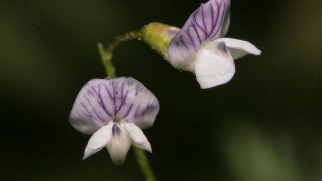 Veza, Dicotiledóneas anuales