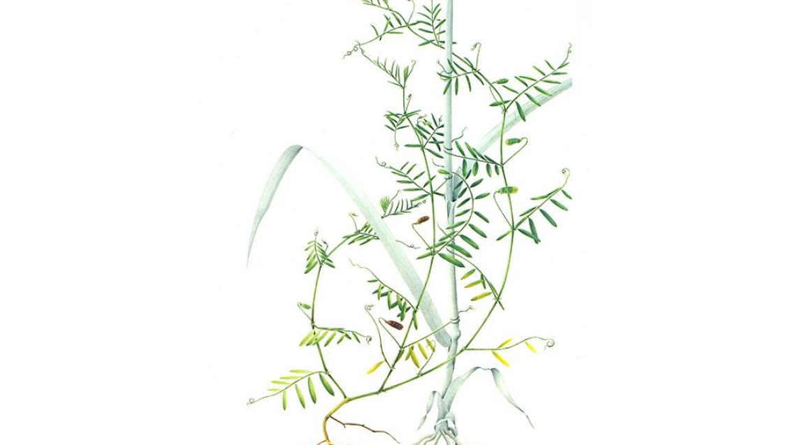 Veza, Dicotiledóneas anuales