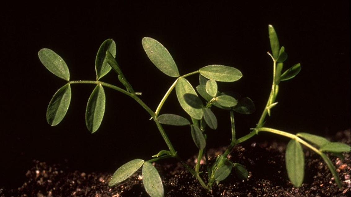 Veza, Dicotiledóneas anuales