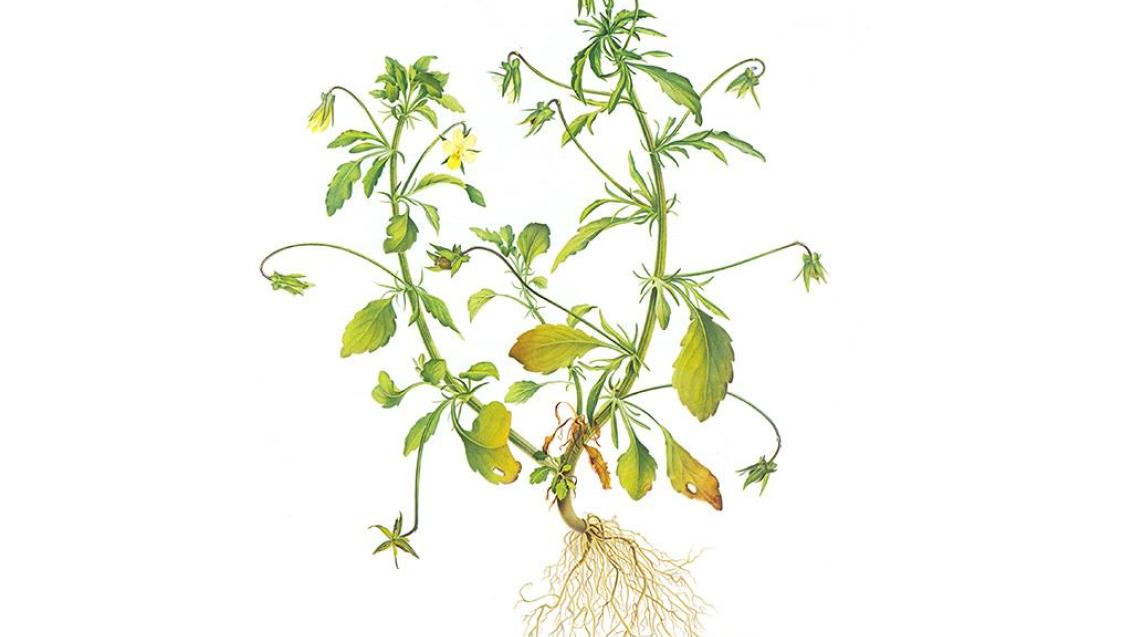 Viola, Dicotiledóneas anuales