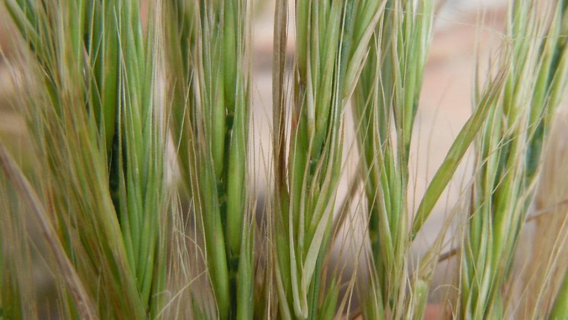 Vulpia, Gramíneas anuales y perennes