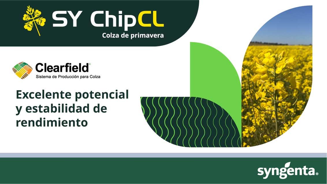 Colza SY ChipCL Excelente potencial y estabilidad de rendimiento