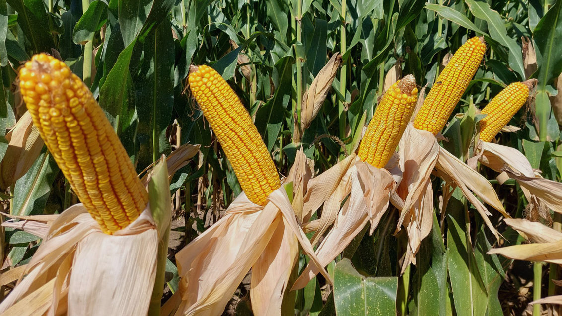 Cultivo del maíz