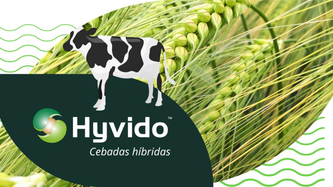Hyvido cebadas híbridas