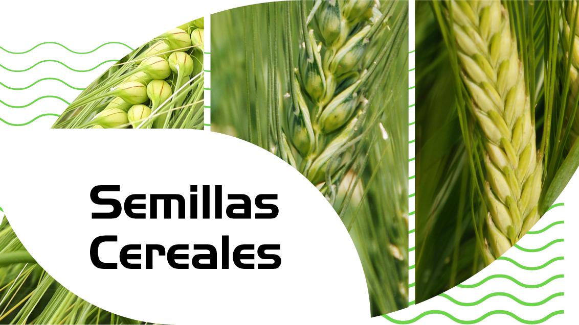 Semillas de cereales