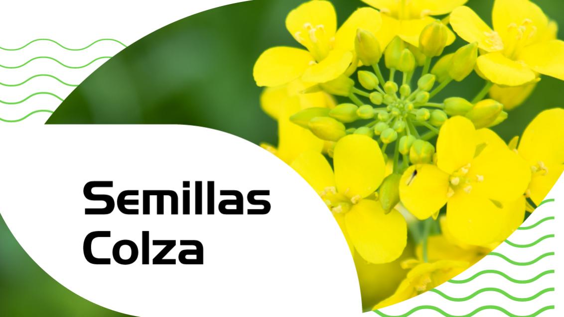 Semillas de colza