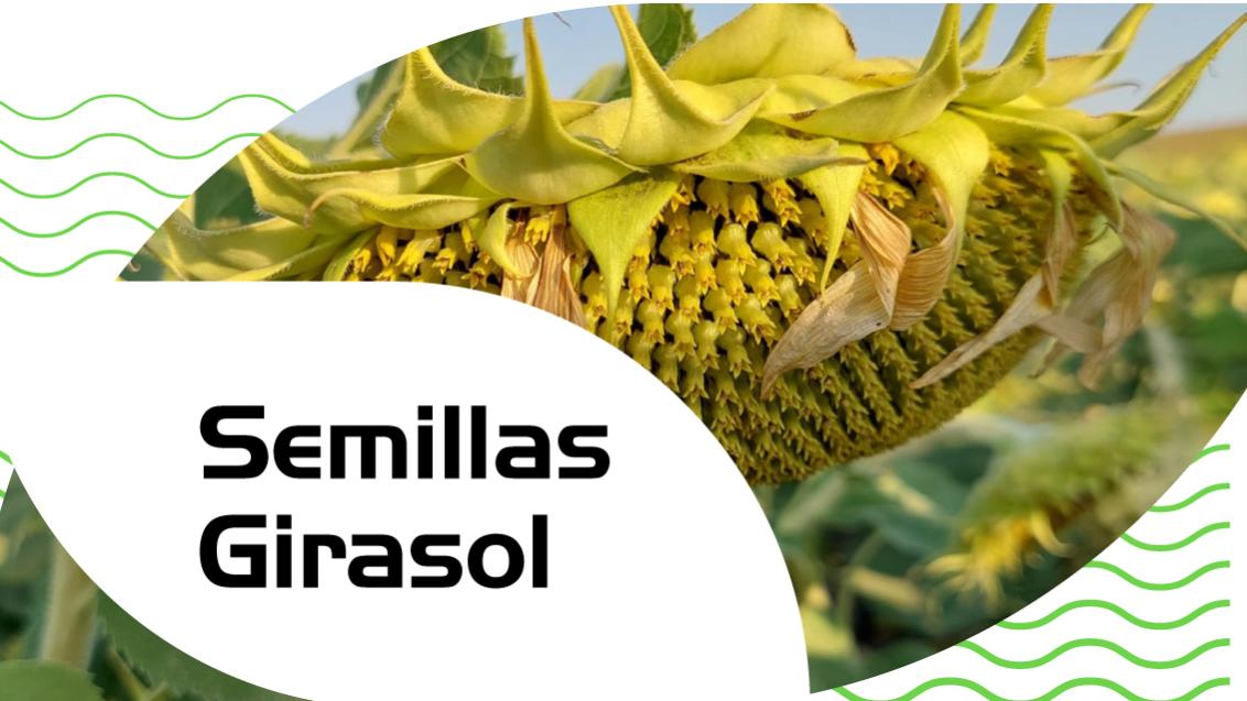 Semillas de girasol