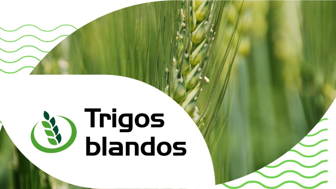 Trigos blandos Syngenta