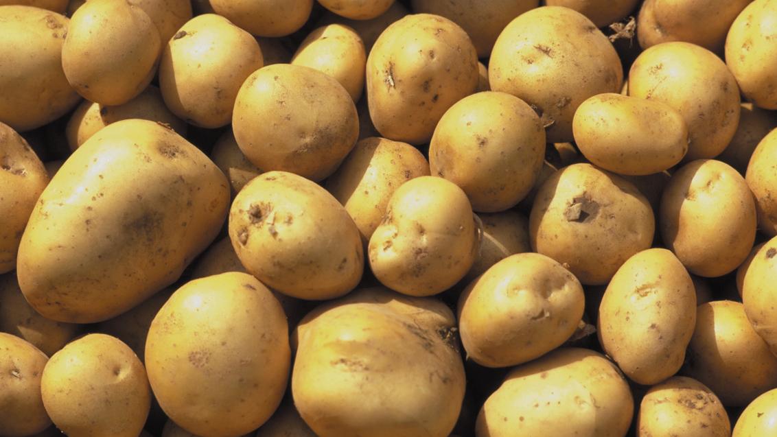 Patata
