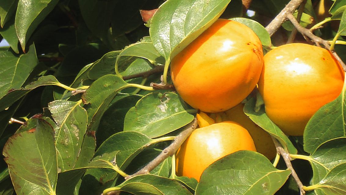Cultivo de caqui