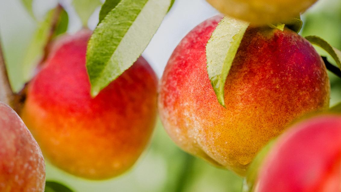 Cultivo del melocotón