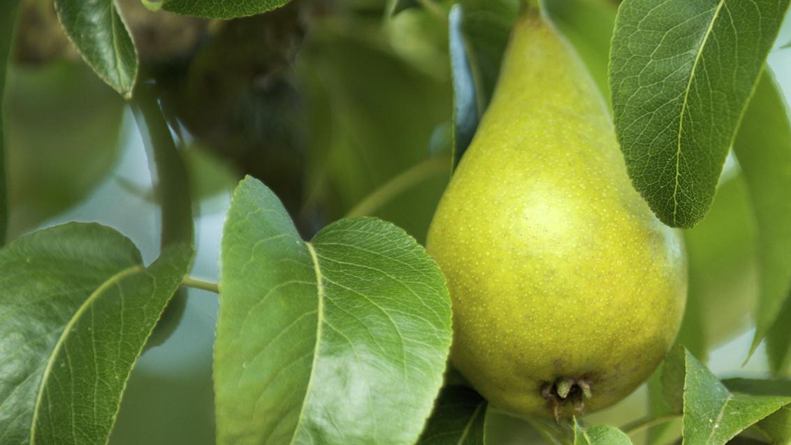 Cultivo de pera