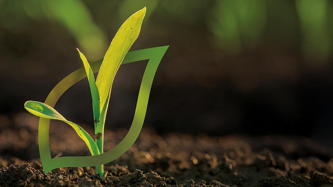 Soluciones para el cultivo del maíz