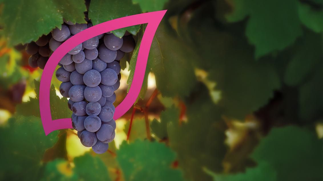 Soluciones Syngenta para Viña