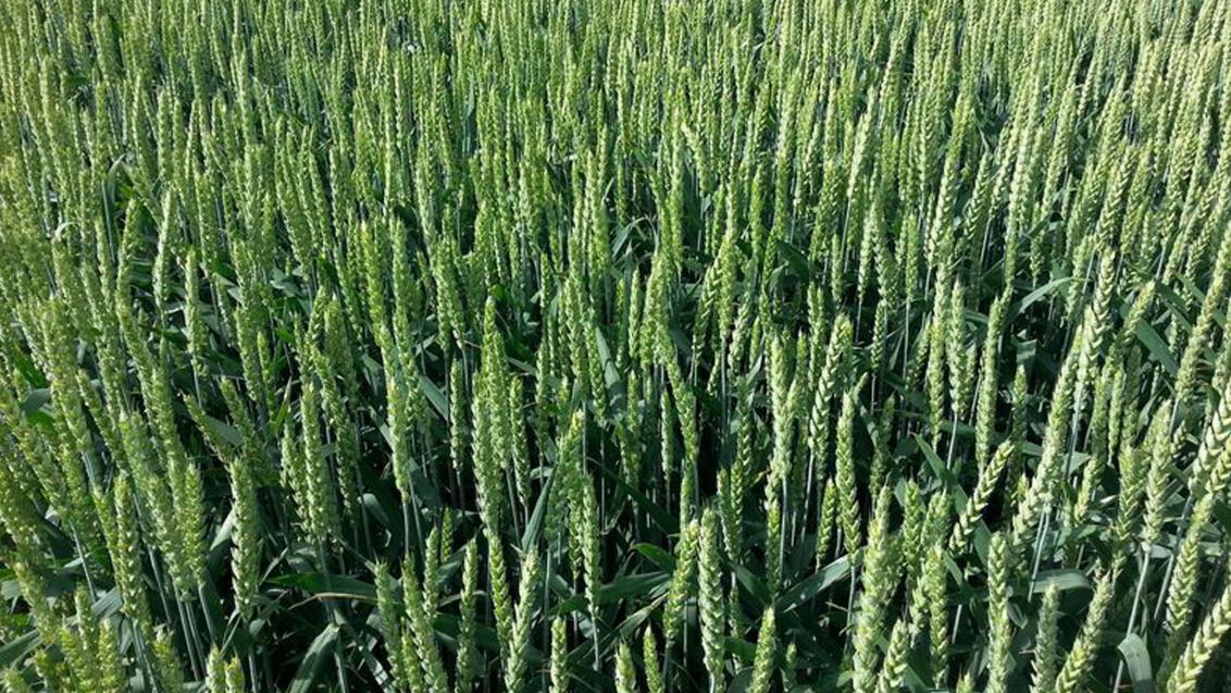 Trigo híbrido X-Terra