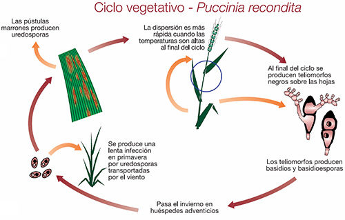 ciclo vegetativo - puccinia recondita