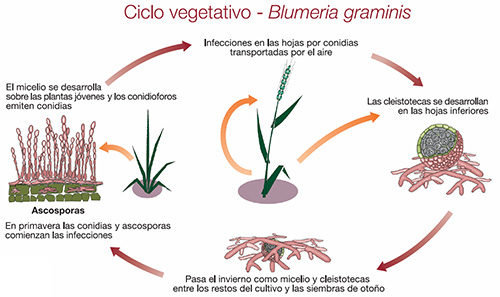 ciclo vegetativo - blumeria graminis