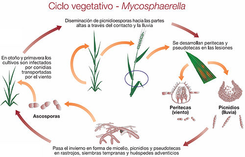 ciclo vegetativo - mycosphaerella