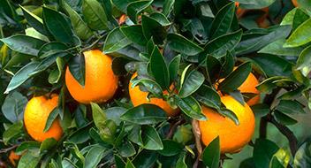 cultivo de Cítricos