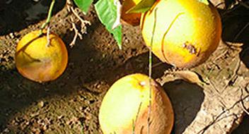 Enfermedades cítricos