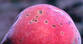 Enfermedades melocotonero