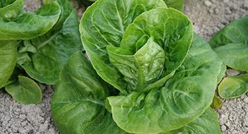 Lechuga