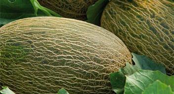 cultivo del Melón