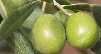 cultivo de Olivar