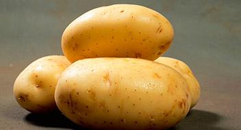 cultivo de la Patata