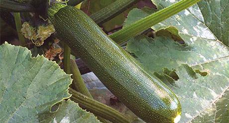 cultivo del Calabacín