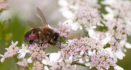 Polinizador en flores