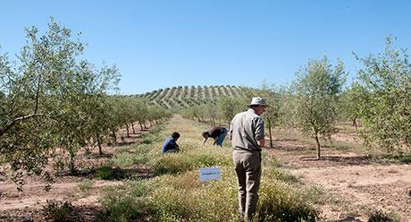 Operación polinizador