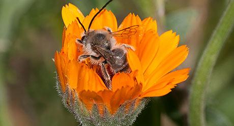 Operación polinizador