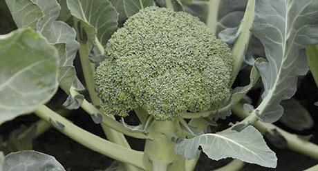 Brassicas