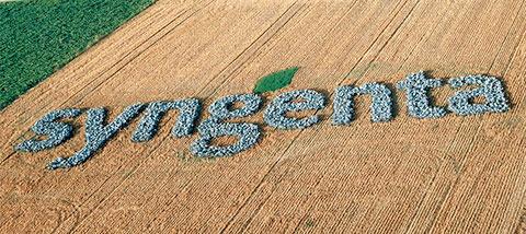 Campo Syngenta