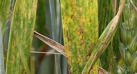 Enfermedades del cereal