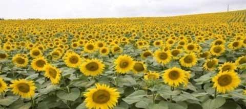 Campo de girasoles