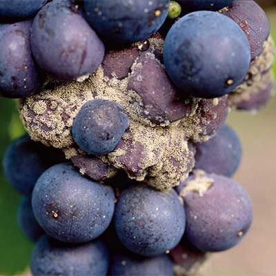 Afección de Botrytis en uvas