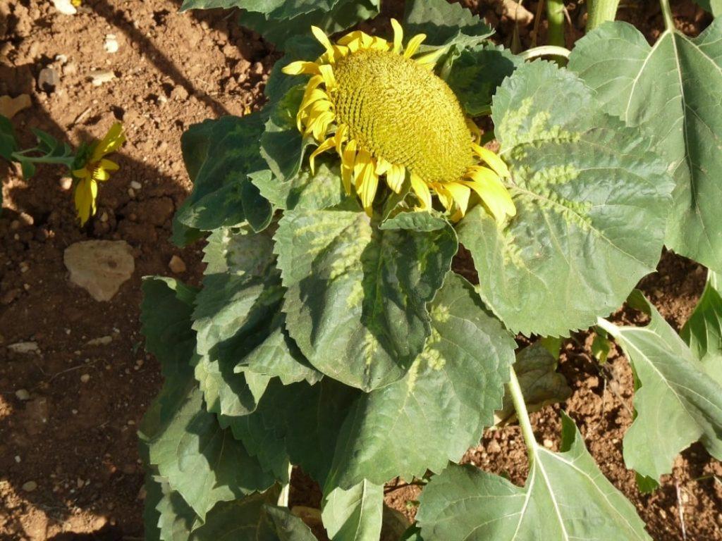 Jopo y mildiu: 2 posibles amenazas letales para el cultivo del girasol