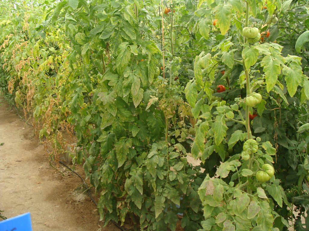 una-estrategia-para-el-control-de-nematodos-en-hort-colas-de