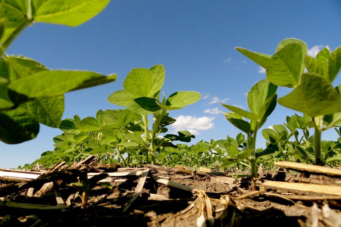 Agricultura Sostenible