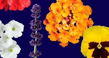 Horticultura ornamental