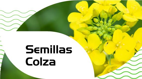 Semillas de colza