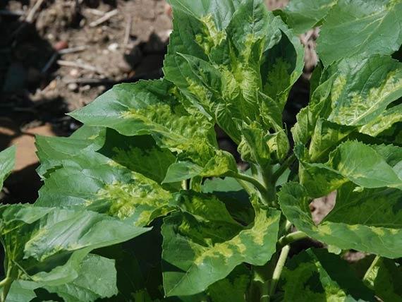 Estrategia integrada para el control de mildiu en girasol