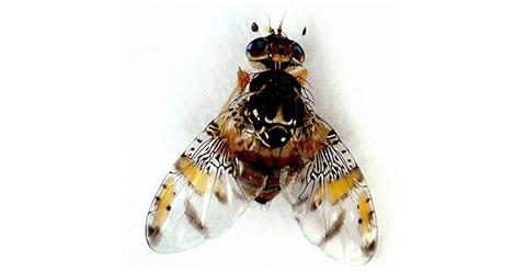 Mosca de la fruta