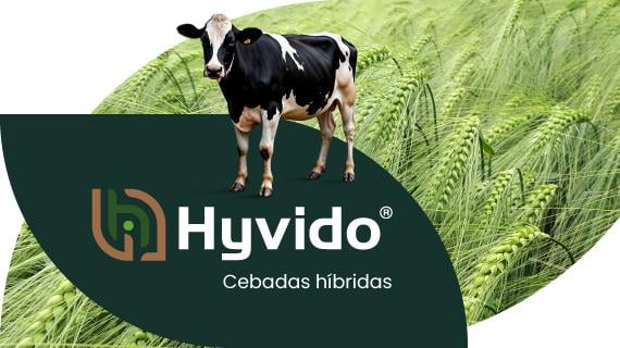 Hyvido Cebadas híbridas